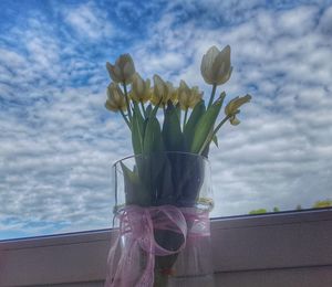 Close-up of tulip in vase against cloudy sky