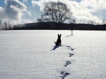 Silhouette of horse on snow field against sky