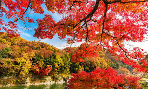 Red maple tree against sky