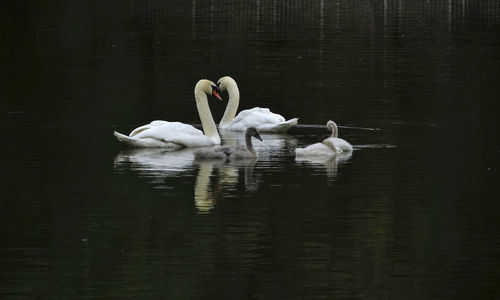 Swans swimming in lake