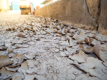Close-up of dry leaves on street at construction site