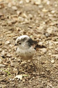 Close-up of bird on field