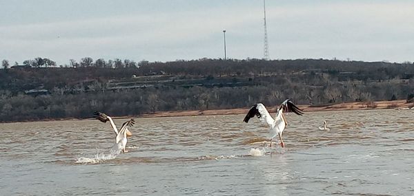 View of birds in the water