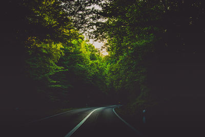 Road amidst trees in forest