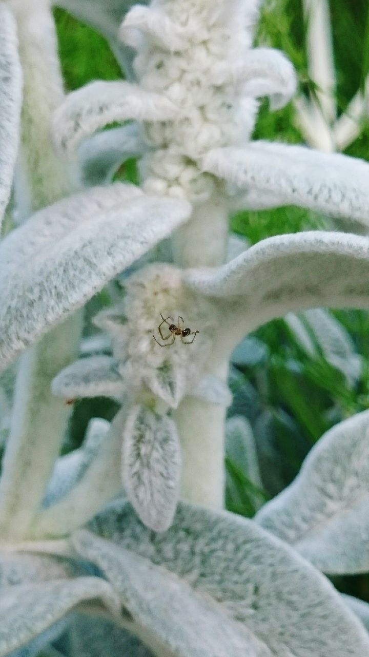 animal themes, one animal, focus on foreground, animals in the wild, white color, wildlife, close-up, plant, nature, growth, beauty in nature, day, outdoors, flower, selective focus, no people, white, green color, fragility, leaf