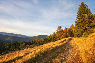 Trees on landscape against sky