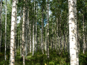 Pine trees in forest