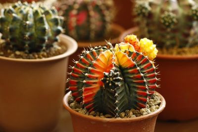 Close-up of succulent plant in pot