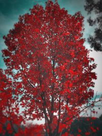 Close-up of red tree against sky