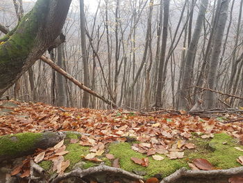 Close-up of fallen autumn leaves in forest