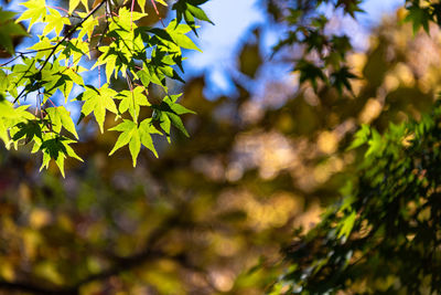 Low angle view of maple leaves on tree