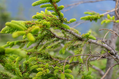 Close-up of pine tree branch