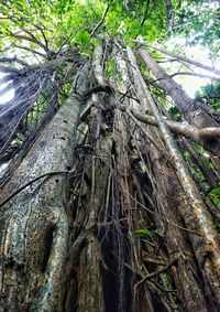 Low angle view of trees growing in forest