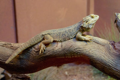 Close-up of lizard