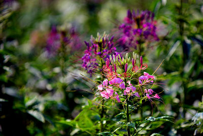 Close-up of purple flowers blooming outdoors