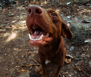 High angle view of dog on field