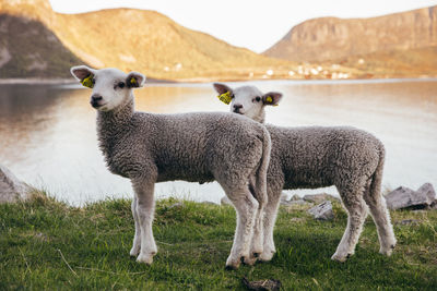 Portrait of lamb standing on field by lake 