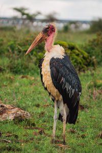 A lone marabou stork in the wild at nairobi national park in kenya