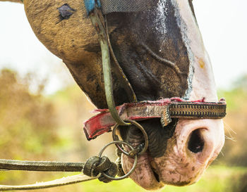 Close-up of horse