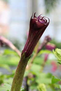 Close-up of red flower bud