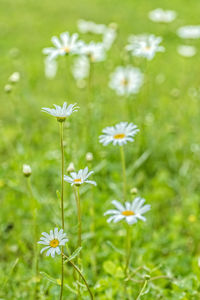 Close-up of white flowers blooming in park