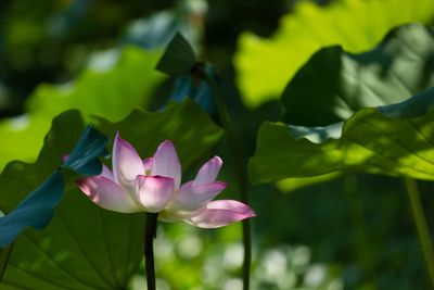 Close-up of purple water lily