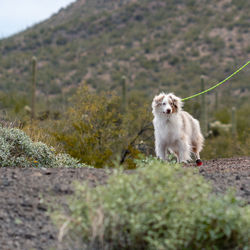 Dog standing on field