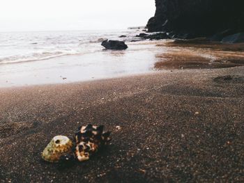 View of crab on beach