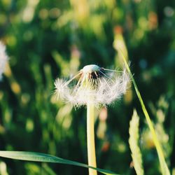 Close-up of white flower