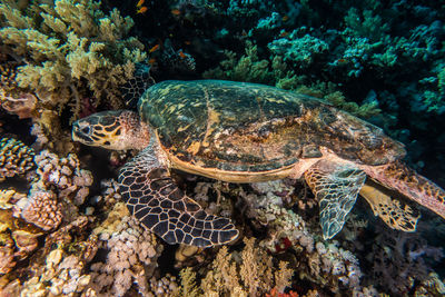 Hawksbill sea turtle in the red sea, dahab, blue lagoon sinai - a.e