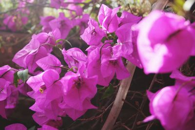 Close-up of pink flowers