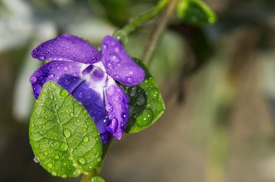 Close-up of water drops on purple flower