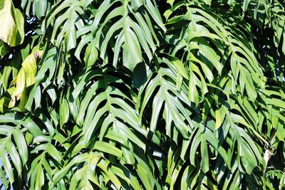 Full frame shot of leaves