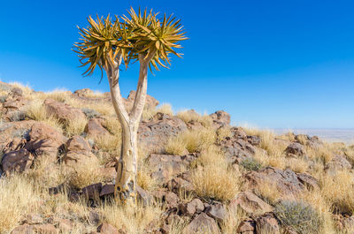 Scenic view of landscape against clear blue sky