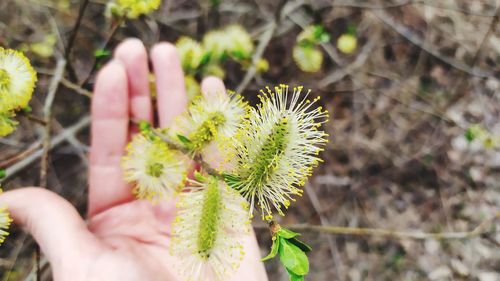 Close-up of hand holding cactus