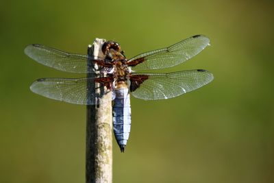 Close-up of damselfly on leaf