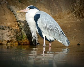 High angle view of gray heron by lake