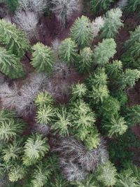 High angle view of plants growing on field during winter