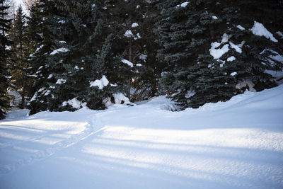 Snow covered trees on mountain