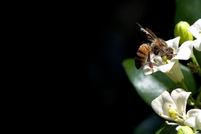 Close-up of insect on flower