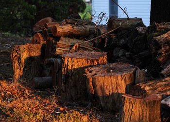 Stack of logs on field in forest