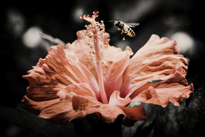 Close-up of honeybee collecting pollen from pink flower