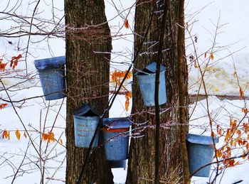 Low angle view of bare tree