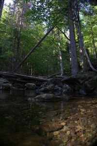 Scenic view of lake in forest