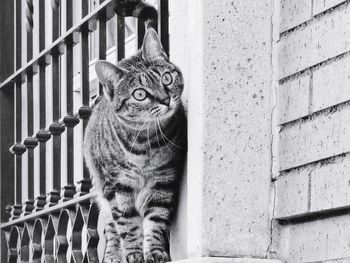 Close-up of cat