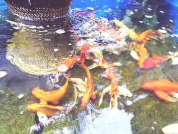 Close-up of koi fish in water