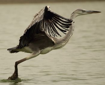 Side view of gray heron flying over lake