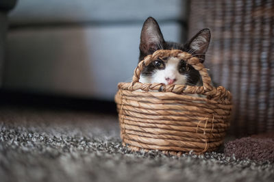 Portrait of a cat in basket