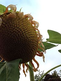 Close-up low angle view of leaves