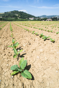 Scenic view of agricultural field